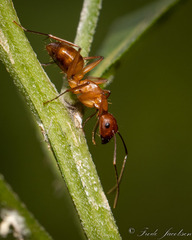 Camponotus castaneus