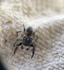 Habronattus
