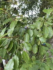 Pseudoinonotus dryadeus