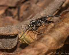 Cratichneumon