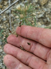 Crepis pulchra