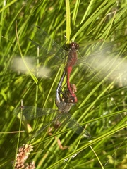 Sympetrum internum
