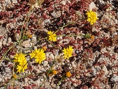 Lessingia glandulifera