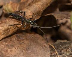 Cratichneumon