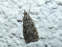 Eudonia truncicolella