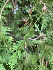 Thuja occidentalis