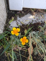 Eschscholzia californica
