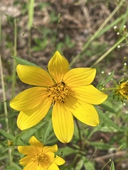 Bidens
