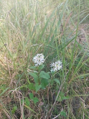 Symphyotrichum urophyllum