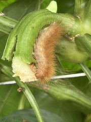 Spilosomina