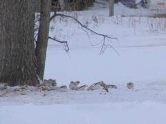 Plectrophenax nivalis