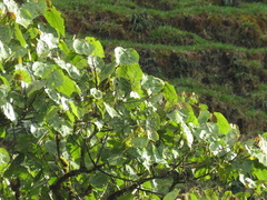 Heliocarpus americanus