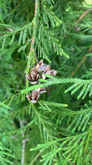 Thuja occidentalis