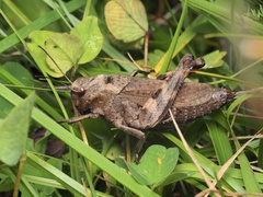 Psophus stridulus