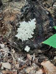 Hericium