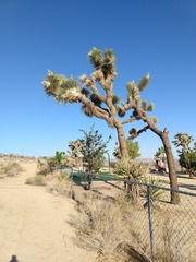 Yucca brevifolia