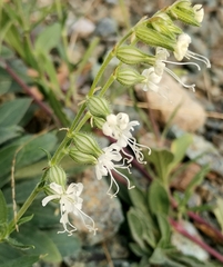 Silene dichotoma
