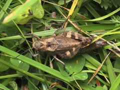 Psophus stridulus