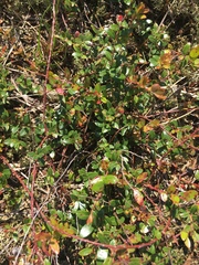 Vaccinium crassifolium