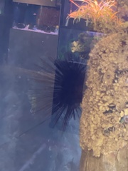 Centrostephanus coronatus