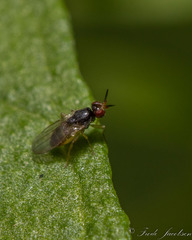 Elachiptera