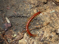 Scolopocryptops spinicaudus