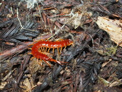 Scolopocryptops spinicaudus