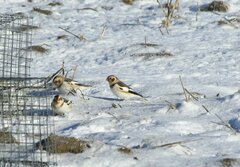 Plectrophenax nivalis