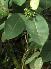 Clusiaceae