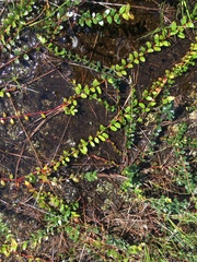 Vaccinium crassifolium