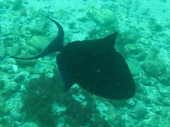 Odonus niger