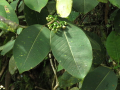 Clusiaceae