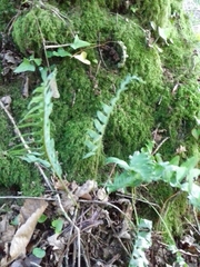Polypodium