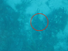 Diodon hystrix