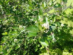 Aronia mitschurinii