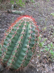 Melocactus intortus
