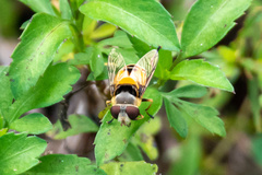 Palpada pusilla