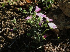 Malva punctata