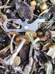 Psilocybe allenii