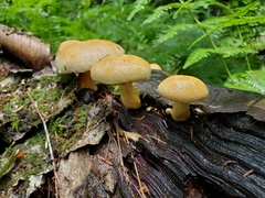 Gymnopilus luteus