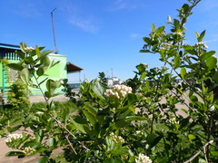 Aronia mitschurinii