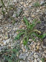 Verbascum densiflorum