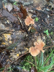 Laccaria laccata