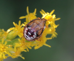 Podisus maculiventris