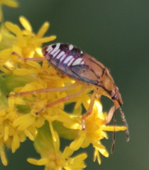 Podisus maculiventris