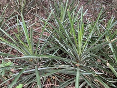 Quesnelia quesneliana