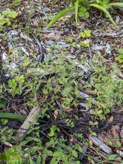 Euphorbia vermiculata