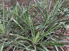 Quesnelia quesneliana