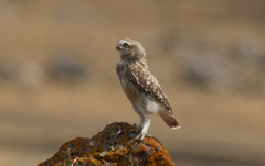 Athene noctua
