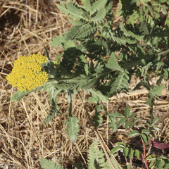 Achillea filipendulina